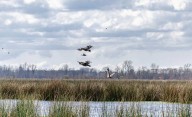 El Ojo en el Delta del Paraná: a menos de una hora de CABA, ¿cómo llegar?