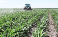 Lluvias aseguran agua y alimento en el campo