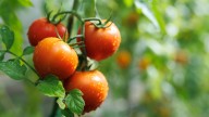The Bathroom Essential You Can Use To Hand-Pollinate Your Struggling Tomato Plants
