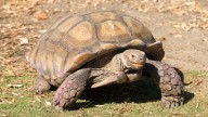 Descubrimiento histórico en Siria: una tortuga de hace 50 millones de años reescribe la historia de la evolución