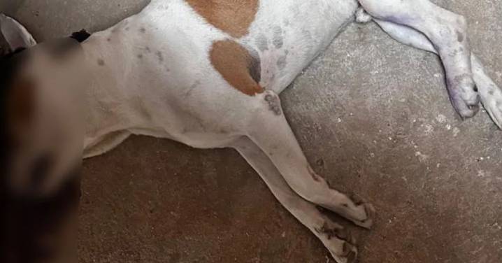 El Peñol exige castigo ejemplar tras despiadado asesinato de un perrito a manos de un hombre armado