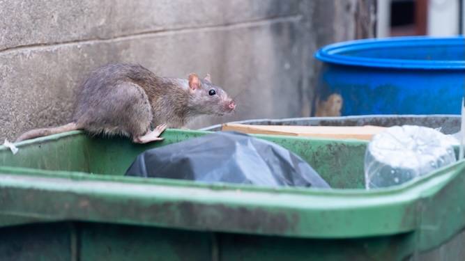 Why I'm leaving overcrowded London for good, by a rat