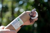 Summerlin faces mosquitoes swarm; public health experts eye control district