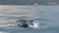 Los delfines patrullan la costa entre Peñíscola y Alcossebre