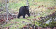 Animalistas en Florida buscan impedir la caza de oso negro