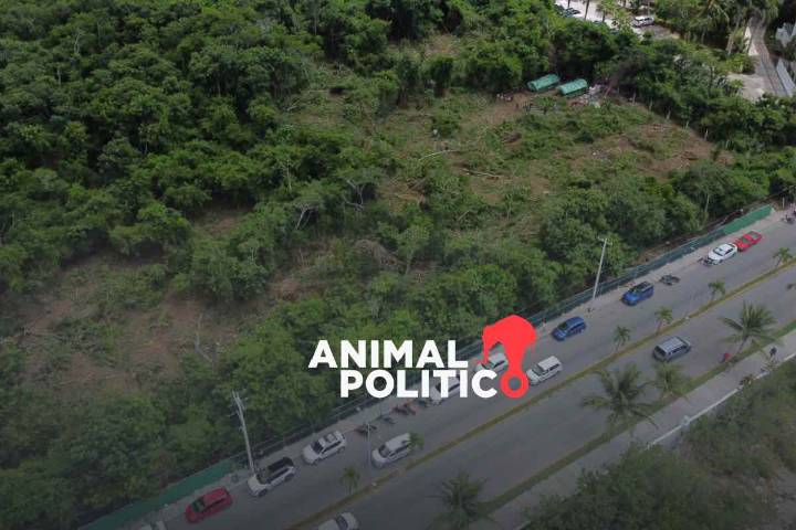 Desmontan en Cozumel más de una hectárea de selva virgen para construir una plaza comercial