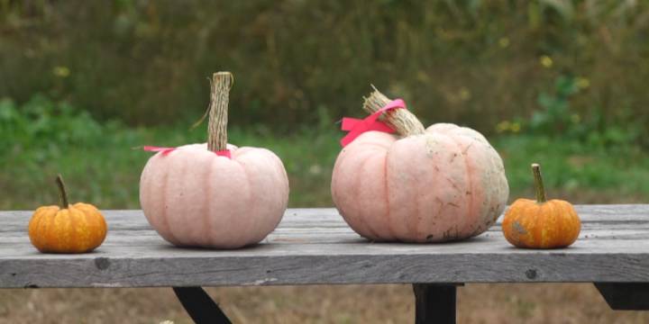 Pink pumpkins being sold in Palmyra to support cancer research