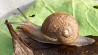 Ned is a perfectly nice snail, but a rare shell means a doomed love life