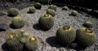 The endangered cactus behind Mexico's sweet secret