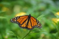 Súper generación de mariposas monarca vive 8 veces más y viaja unos 4.800 kilómetros desde Norteamérica hasta México