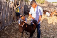 Proyecto de inseminación caprina impulsa economía rural en Sechura