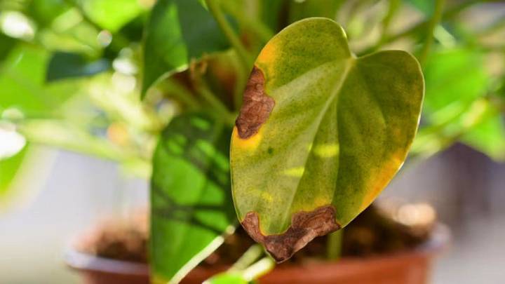 Asuntos de plantas: ¿qué pasa si me olvido de regar las especies del hogar?