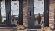Blind Pup Abandoned At Georgia Diner Finds Hope When A Stranger Finally Notices Him