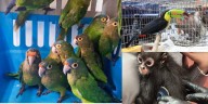 Profepa y Meta unen fuerzas para combatir el tráfico ilegal de vida silvestre en redes sociales