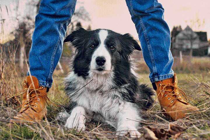 11 Dog Breeds That Will Protect You No Matter What