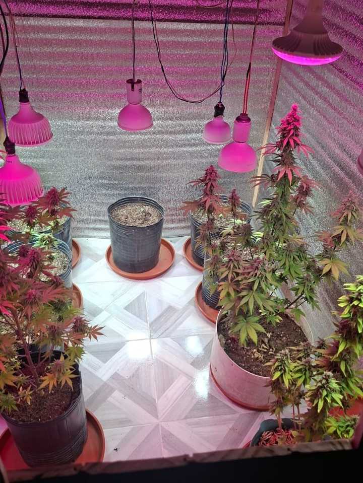 Allanamiento en Colonia Elisa: detuvieron a Tote y secuestraron marihuana, dinero y cigarrillos