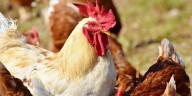‘Highly contagious case’ of bird flu reported in Henry County