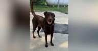 Westmoreland County animal rescue hosts reunion event, bringing together dogs and their adopted families