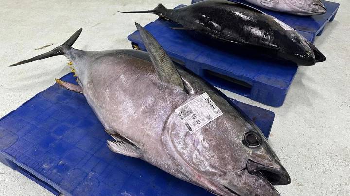 Un bonito de casi 100 kilos protagoniza la descarga en la lonja de A Coruña