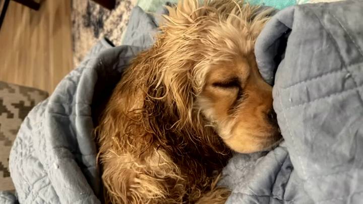 Abandoned dog rescued by OKC woman becomes viral TikTok sensation with a mission to help others