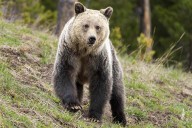 Man, 29, Was Hiking Alone When He Was Attacked by Bear in Yellowstone