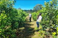 Advierten que el norte argentino perdería aptitud para cultivar yerba mate
