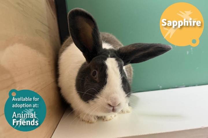 Pittsburgh Pet of the Week: Sapphire, a Dutch Rabbit
