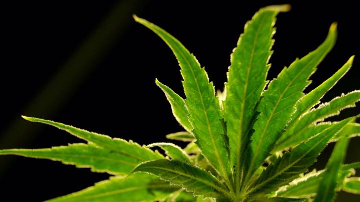 Cannabis-based drug reduces back pain in a large study