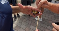Norfolk Botanical Garden tags Monarch butterflies as they head south for the winter