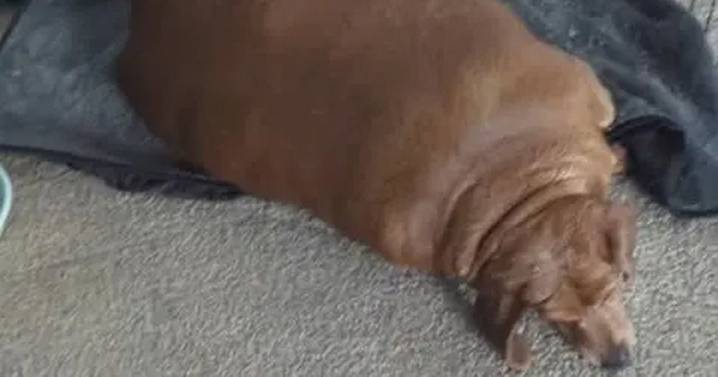 World's 'fattest dachshund' put on strict diet after owner gives her up