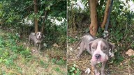 Ohio Pup Tied Up For Days Stayed Hidden In The Forest Until A Cry Revealed Her Secret