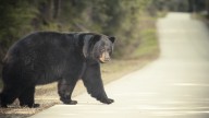Hombre herido de gravedad tras un feroz ataque de oso