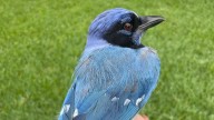 What's a 'grue jay'? Introducing the new hybrid love child of the blue and green jays