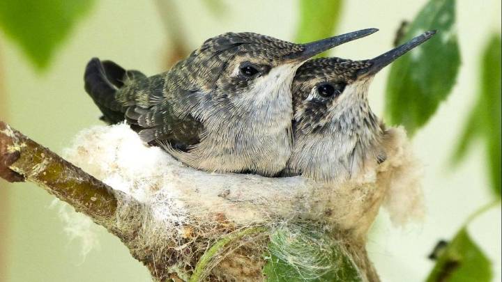 La planta que atrae colibríes, es fácil de mantener y otorga miles de beneficios para la salud