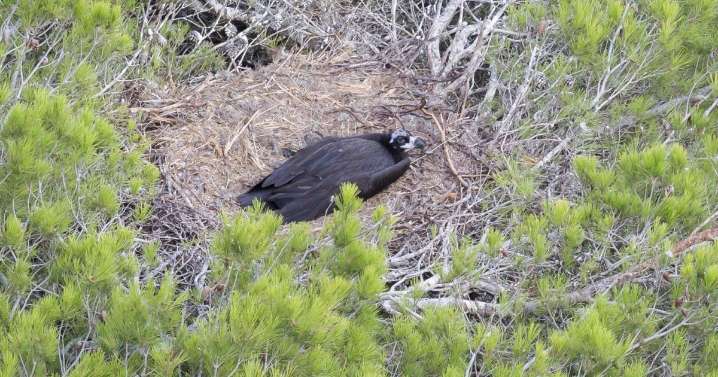 El Govern confirma el primer nido de buitre negro fuera del ámbito de la Serra de Tramuntana