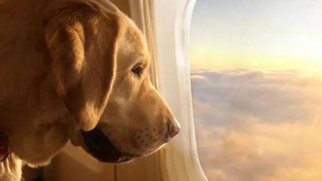Cobrarán un impuesto a turistas con mascotas para cubrir gastos de limpieza