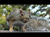 Angry squirrel attacks people in California