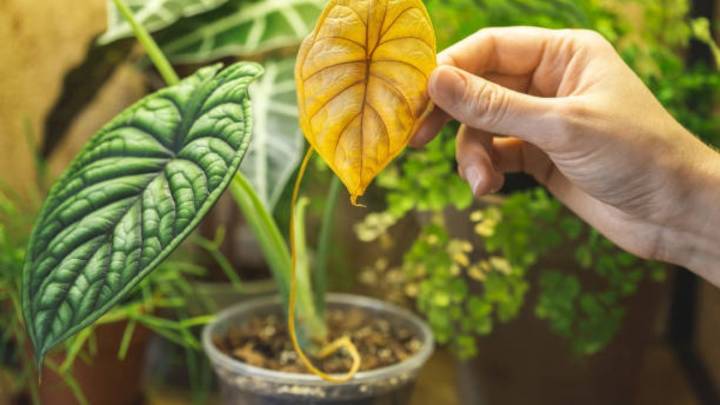 Qué significa que las plantas de interior tengan sus hojas secas, según expertos en jardinería