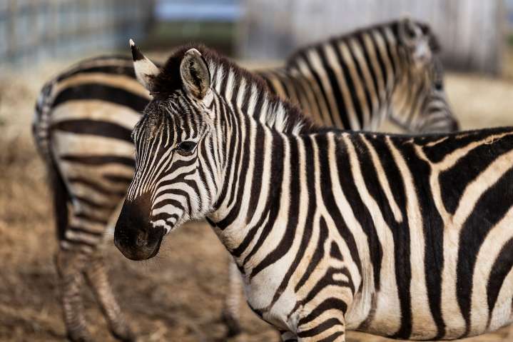 Zebra crashes into gate, dies at Columbus Zoo