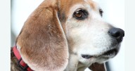 Wisconsin Beagle Freedom Bill aims to save research dogs from euthanasia