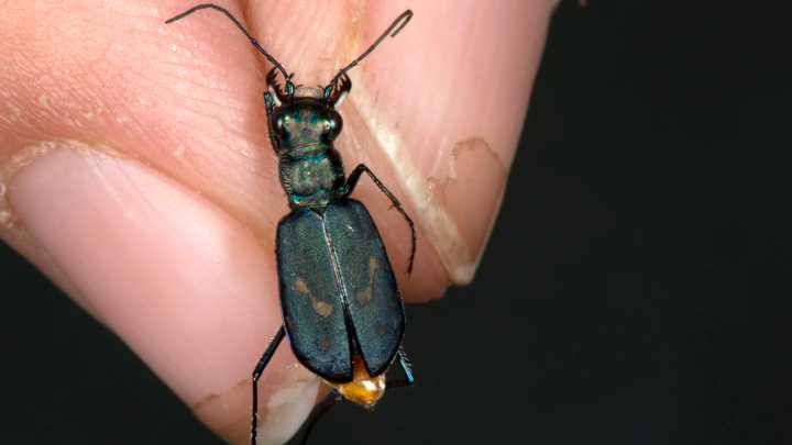 How Studying Yellowstone Beetles Inspired To A First