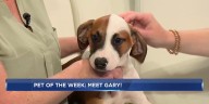 Pet of the Week: Meet Gary!