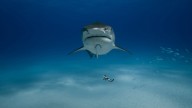 Sharks now roam the open ocean. But for 200 million years, they only lived near the sea floor