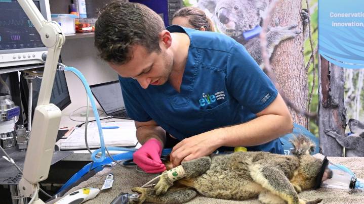 Australia approves world-first vaccine to save koalas from chlamydia