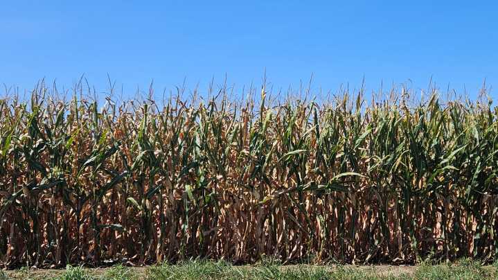 Indianapolis forecast shows temps in the 90s, drought possible