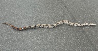 Massive boa constrictor spotted on popular UK street used by parents on school run