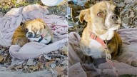 Texas Rescuer Sees Tiny Pup In A Ditch And Refuses To Walk Away