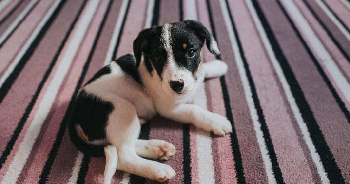 Simple trick is essential for removing pet hair from your carpet