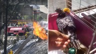 Muere 'Esperancita', Paloma Rescatada en Explosión en Iztapalapa: “Trataba de Volver a Volar”