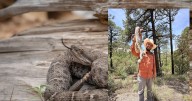 Buscan en Sonora salvar de la extinción a la serpiente de cascabel